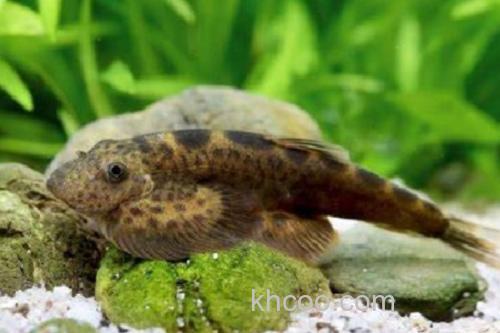 红河华吸鳅是什么鱼？_1