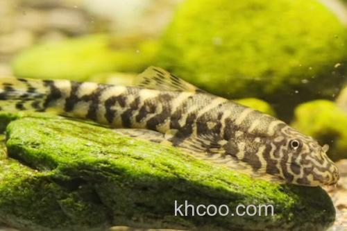 练江拟腹吸鳅是什么鱼？_3