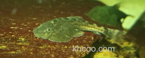 红河华吸鳅是什么鱼？_0