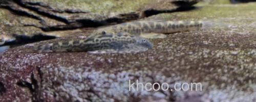 窑滩间吸鳅是什么鱼？_0