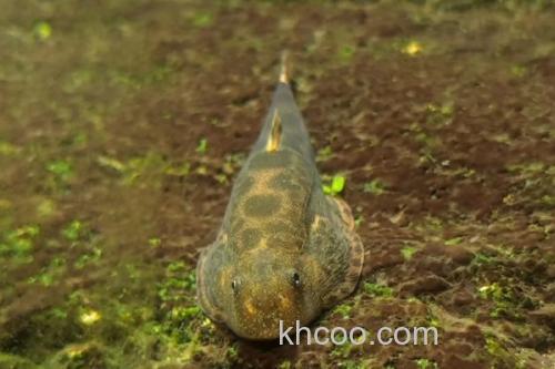 红河华吸鳅是什么鱼？_2