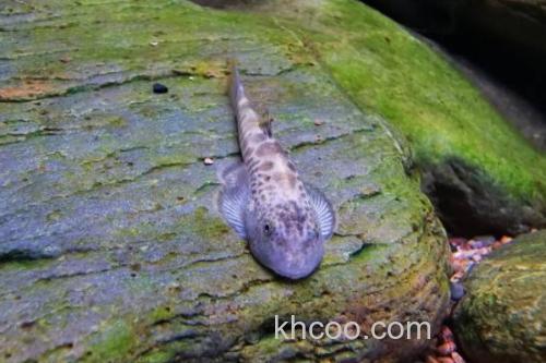 红河华吸鳅是什么鱼？_3