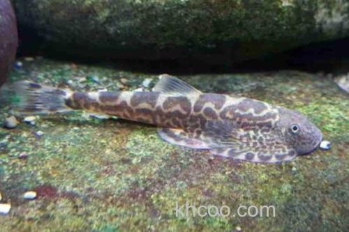 窑滩间吸鳅是什么鱼？_3