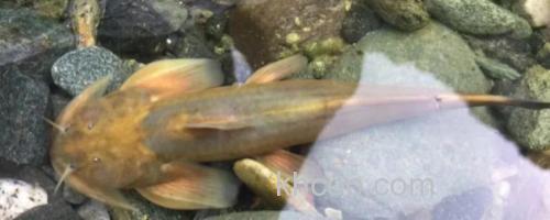 矮身间吸鳅是什么鱼？_0