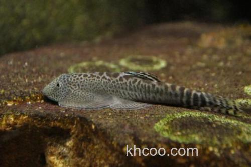 窑滩间吸鳅是什么鱼？_1