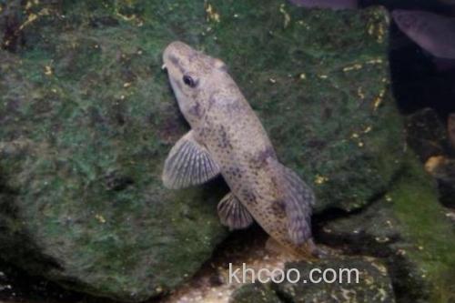 窑滩间吸鳅是什么鱼？_2