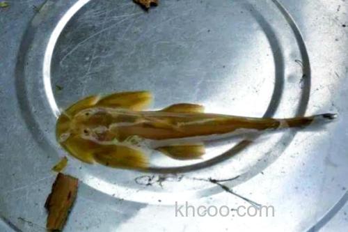 矮身间吸鳅是什么鱼？_1