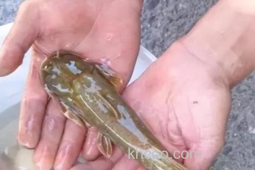 矮身间吸鳅是什么鱼？_3