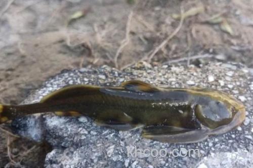 矮身间吸鳅是什么鱼？_2