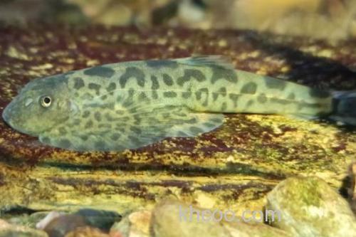 短身间吸鳅是什么鱼？_3