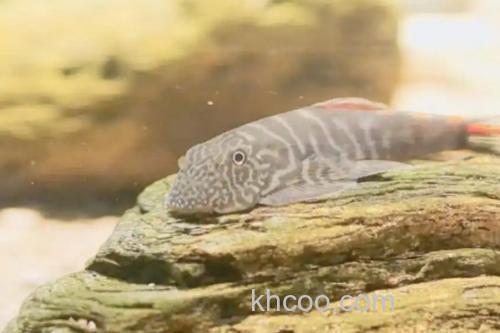 短身间吸鳅是什么鱼？_1