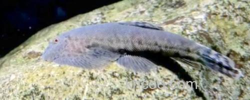 短身间吸鳅是什么鱼？_0