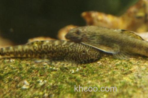 短身间吸鳅是什么鱼？_2