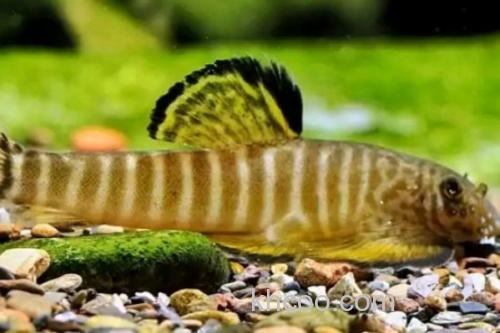 珠江拟腹吸鳅是什么鱼？_3