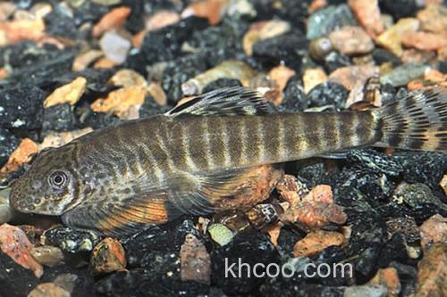 珠江拟腹吸鳅是什么鱼？_1