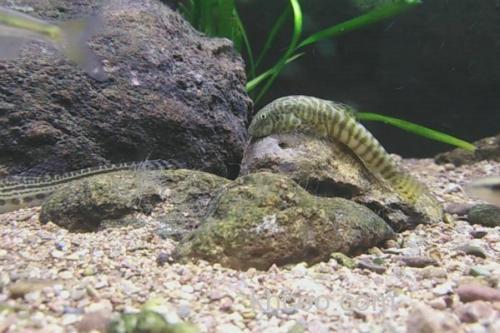 珠江拟腹吸鳅是什么鱼？_2