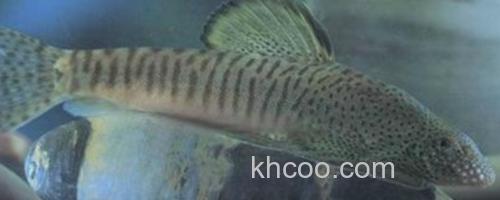 珠江拟腹吸鳅是什么鱼？_0