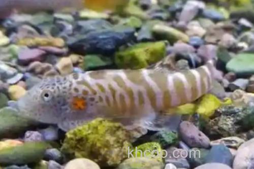 牛栏江似原吸鳅是什么鱼？_1