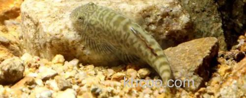 牛栏江似原吸鳅是什么鱼？_0