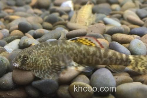 牛栏江似原吸鳅是什么鱼？_2