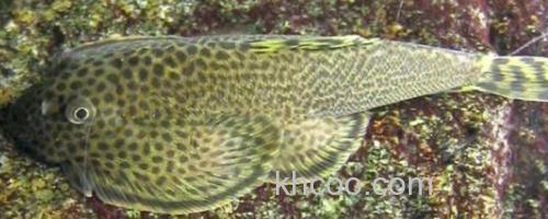 沈氏间吸鳅是什么鱼？_0