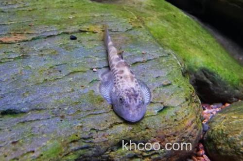 牛栏江似原吸鳅是什么鱼？_3