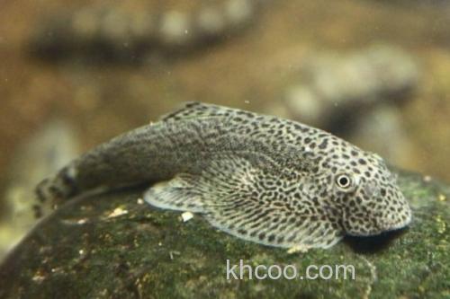 沈氏间吸鳅是什么鱼？_1