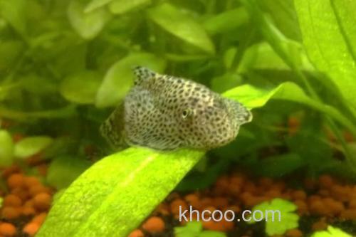 沈氏间吸鳅是什么鱼？_2