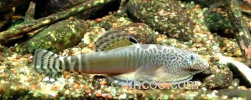 杨氏近原吸鳅是什么鱼？_0