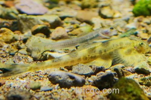 杨氏近原吸鳅是什么鱼？_1