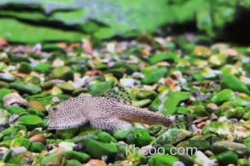 沈氏间吸鳅是什么鱼？_3