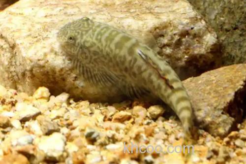 杨氏近原吸鳅是什么鱼？_2