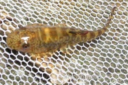 杨氏近原吸鳅是什么鱼？_3