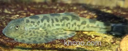 李仙江华吸鳅是什么鱼？_0