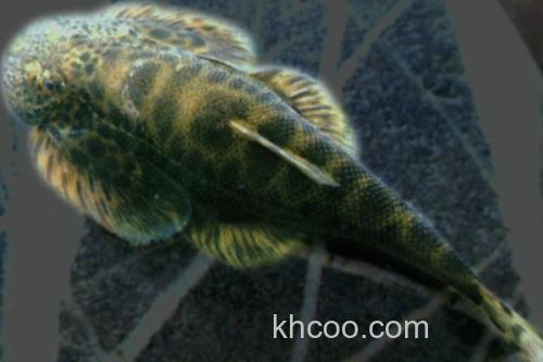 李仙江华吸鳅是什么鱼？_1