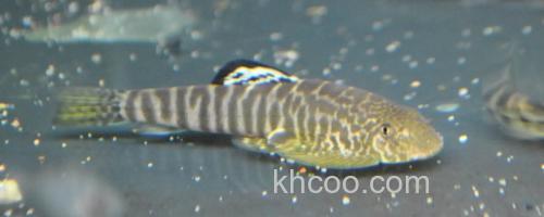 拟腹吸鳅是什么鱼？_0