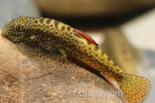 李仙江华吸鳅是什么鱼？_3