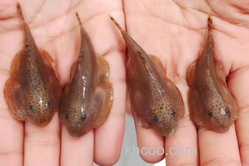 李仙江华吸鳅是什么鱼？_2