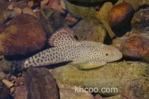 拟腹吸鳅是什么鱼？_1