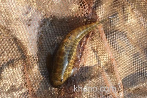 拟腹吸鳅是什么鱼？_3