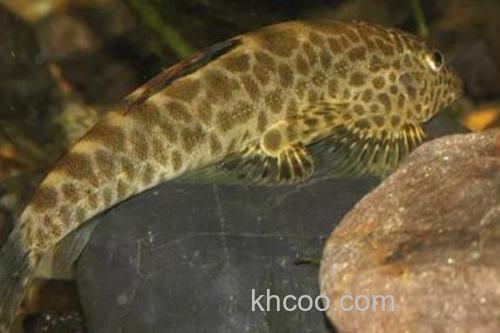 拟腹吸鳅是什么鱼？_2