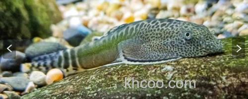 怒江间吸鳅是什么鱼？_0