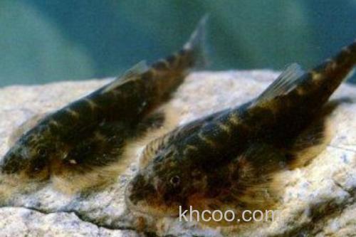 怒江间吸鳅是什么鱼？_1