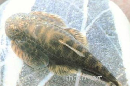 怒江间吸鳅是什么鱼？_2