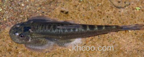 德泽华吸鳅是什么鱼？_0