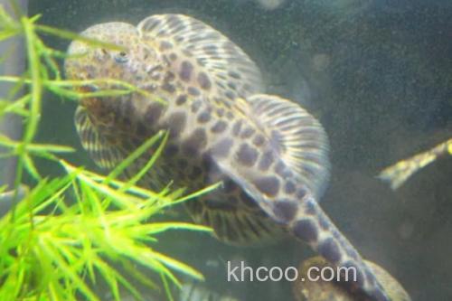 怒江间吸鳅是什么鱼？_3