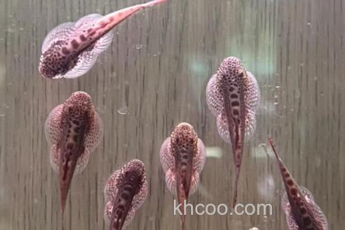 德泽华吸鳅是什么鱼？_3