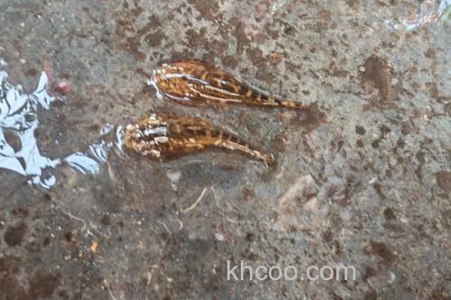 德泽华吸鳅是什么鱼？_2