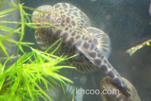 德泽华吸鳅是什么鱼？_1