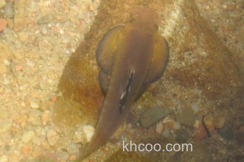 彭氏间吸鳅是什么鱼？_2